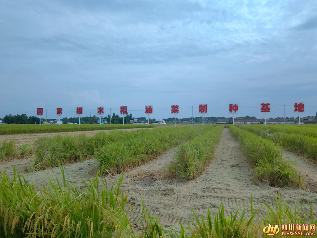 位于羅江區(qū)的國家級水稻油菜這種基地_副本.jpg