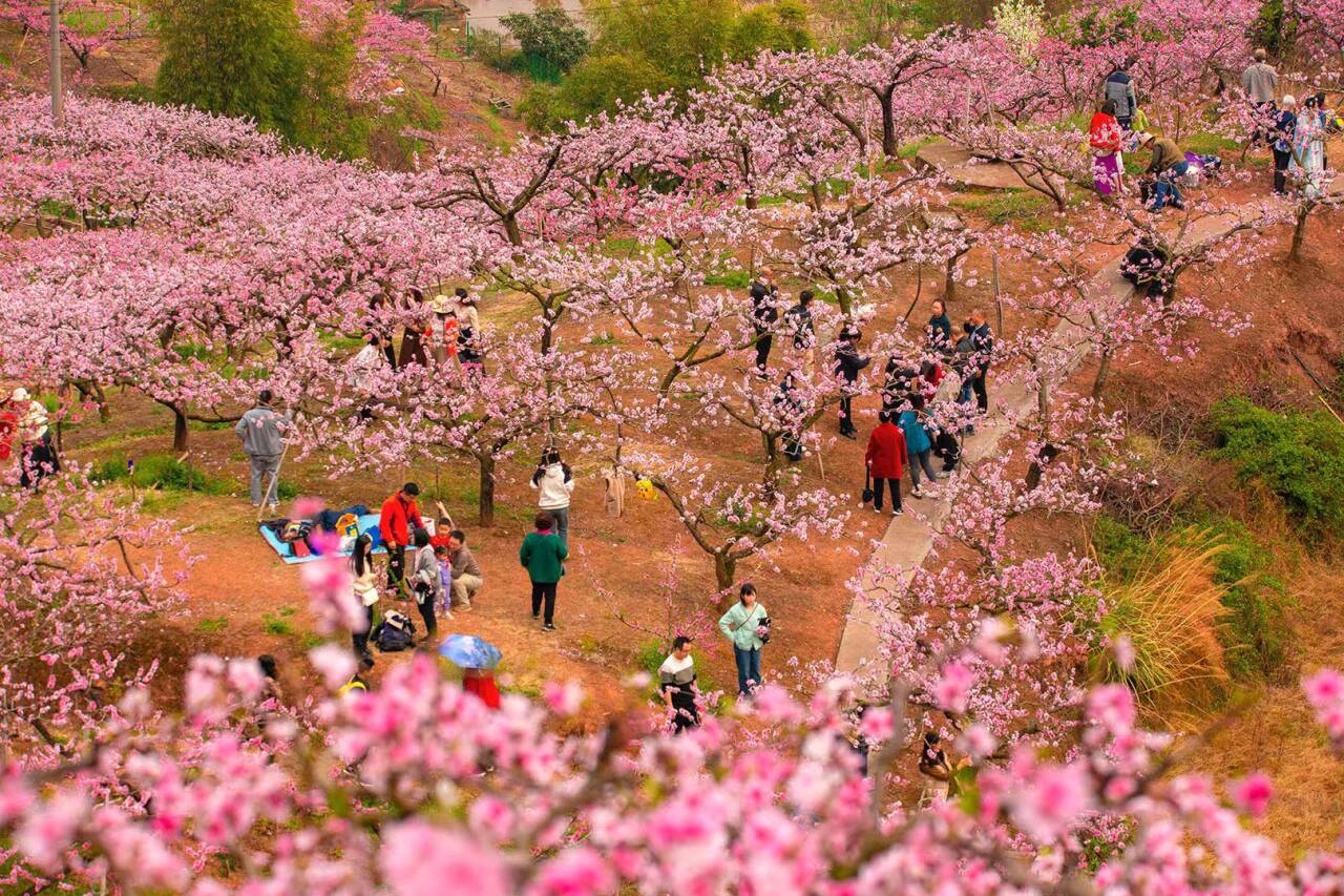 桃花故里賞桃花    （陳傳明 攝）.jpg